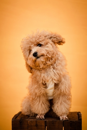 可爱超萌宠物狗狗图片